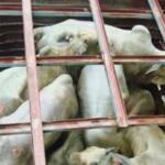 Capatazes são presos com 20 cabeças de gado furtadas em MS