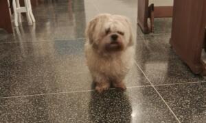 Cachorrinho perdido aparece em igreja na Vila Teresópolis