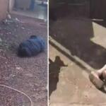 Dupla é baleada na cabeça durante ataque em residência em Naviraí