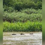 Surfe pantaneiro: capivarinha é flagrada pegando carona nas costas da mãe no Pantanal de MS