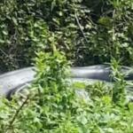 Sucuri-verde gigante é flagrada tomando sol às margens de rio em Bonito