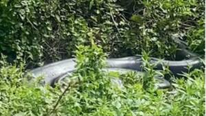 Sucuri-verde gigante é flagrada tomando sol às margens de rio em Bonito