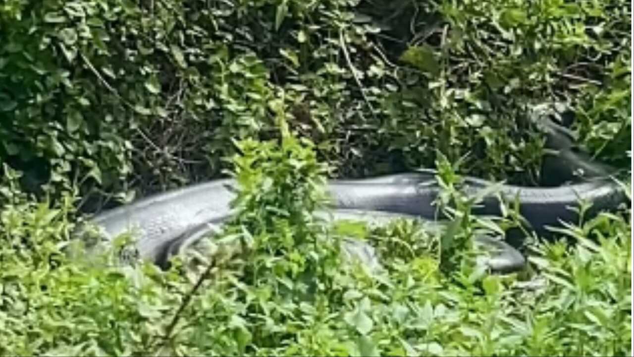 Sucuri-verde gigante é flagrada tomando sol às margens de rio em Bonito