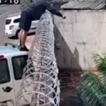 Vale tudo para não amassar? Trabalhador usa técnica e improvisa entrega no bairro Santo Amaro