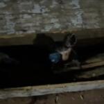 VÍDEO: Palmeira cai no Aero Rancho e deixa dupla de filhotes de arara desabrigada