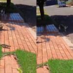 Tom e Jerry do Cerrado? Gato persegue lagarto no Água Limpa Park