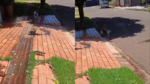 Tom e Jerry do Cerrado? Gato persegue lagarto no Água Limpa Park