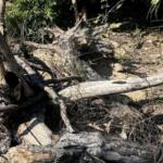 Inquérito apura desmatamento de 756 hectares no Pantanal em Corumbá