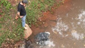 Polícia abre inquérito sobre caso de javalis esquartejados em córrego no Coophatrabalho
