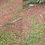 VÍDEO: ‘Tranquila’, jiboia atravessa rua no Parque dos Poderes e encanta moradores