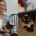 ‘Não quero me esquecer’: o motivo por trás da busca que vale R$ 15 mil pelo gato Joãozinho