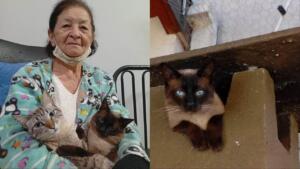 ‘Não quero me esquecer’: o motivo por trás da busca que vale R$ 15 mil pelo gato Joãozinho
