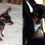 Viu a Lola? Tutora oferece recompensa a quem encontrar cachorrinha que sumiu nas Moreninhas