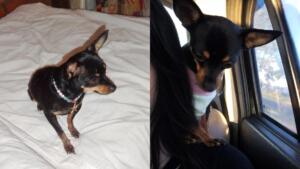 Viu a Lola? Tutora oferece recompensa a quem encontrar cachorrinha que sumiu nas Moreninhas