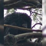 VÍDEO: Macaco bugio é flagrado em cima de árvore no Zé Pereira, em Campo Grande