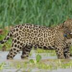 Até no paraíso das onças, macho é fotografado com garrafa PET na boca no Pantanal