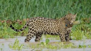 Até no paraíso das onças, macho é fotografado com garrafa PET na boca no Pantanal