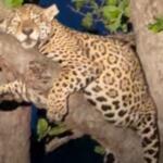 onça grávida descansa pantanal árvore