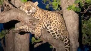 onça grávida descansa pantanal árvore