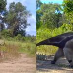 Tal mãe, tal filhote? Câmeras flagram pequenos da fauna pantaneira