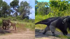 Tal mãe, tal filhote? Câmeras flagram pequenos da fauna pantaneira