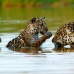 Documentário sobre família de onças-pintadas do Pantanal estreia na Netflix