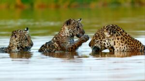 Documentário sobre família de onças-pintadas do Pantanal estreia na Netflix