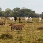 VÍDEO: Gado se reúne para assistir a confronto entre 4 onças-pintadas no Pantanal de MS