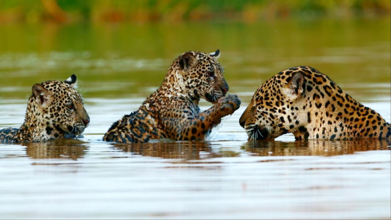 Documentário sobre família de onças-pintadas do Pantanal estreia na Netflix