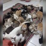 Com mais de 300 gatos, ONG precisa de ajuda para quitar dívidas veterinárias