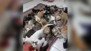 Com mais de 300 gatos, ONG precisa de ajuda para quitar dívidas veterinárias