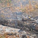 Inquérito investiga queimada ilegal de 2 mil hectares em Aquidauana