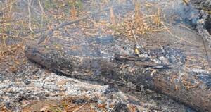 Inquérito investiga queimada ilegal de 2 mil hectares em Aquidauana