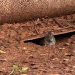 Leitora flagra rataria correndo em canteiro da Av. Afonso Pena (Foto: Reprodução)