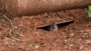 Leitora flagra rataria correndo em canteiro da Av. Afonso Pena (Foto: Reprodução)