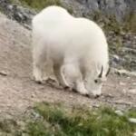 Cena de filme? Campo-grandense cruza o caminho de bode da montanha e faz registro incrível: ‘Me emocionei’