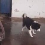 ‘Brincalhão’: Funcionária foi detida ao defender cachorro morto na Cafezais