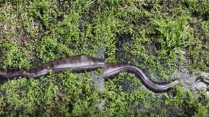 ‘Gelou o corpo’: fotógrafo detalha encontro com sucuri gigante em Bonito