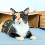 Consultório Móvel oferece atendimento veterinário gratuito no bairro Santo Antônio, em Campo Grande
