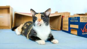 Consultório Móvel oferece atendimento veterinário gratuito no bairro Santo Antônio, em Campo Grande