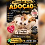 Dois filhotes estão disponíveis para adoção e aguardam por uma família