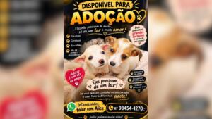 Dois filhotes estão disponíveis para adoção e aguardam por uma família