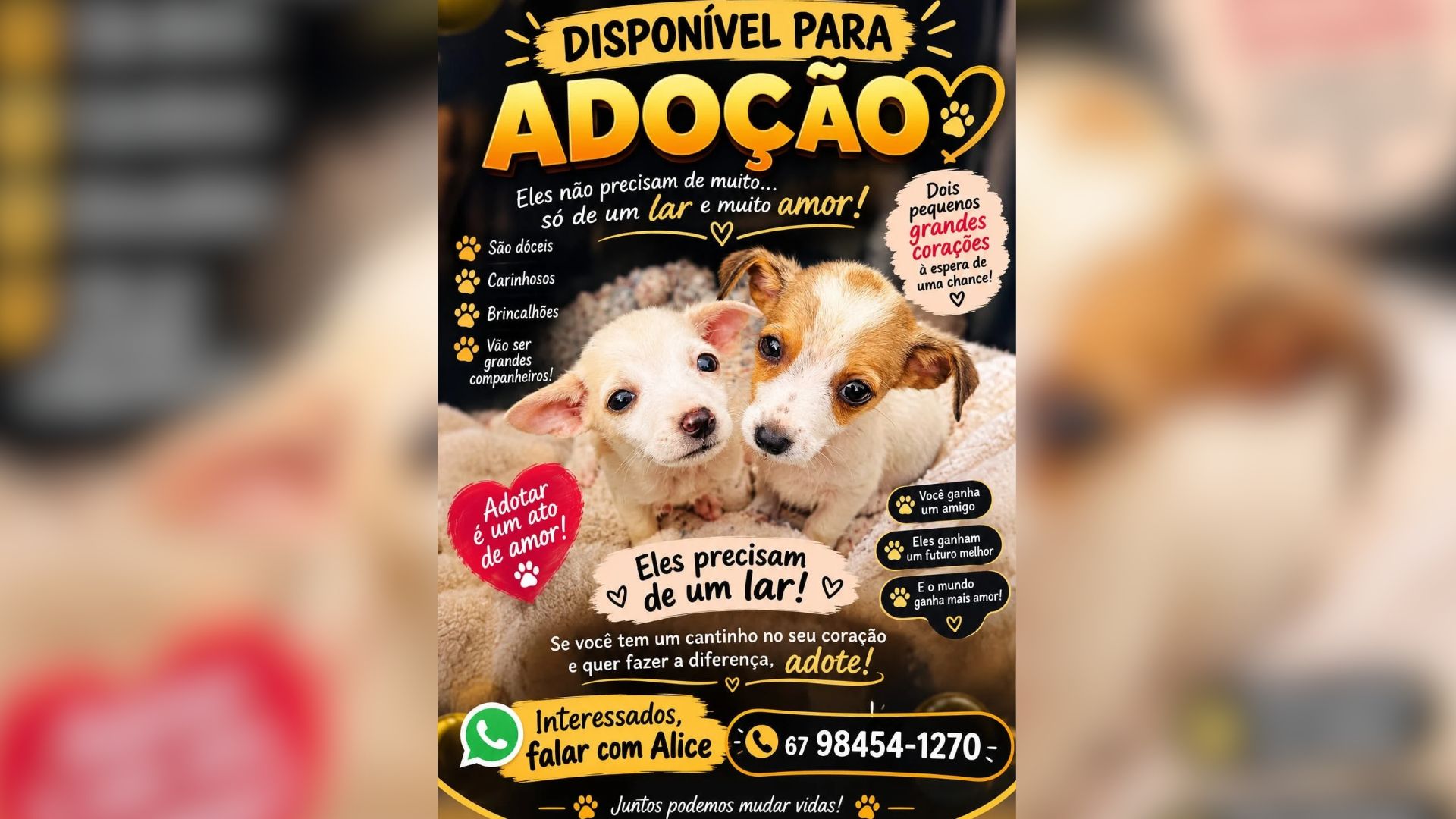 Dois filhotes estão disponíveis para adoção e aguardam por uma família