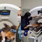 Tomografia em tamanduá? Veterinários mostram bastidores do exame no gigante do Cerrado