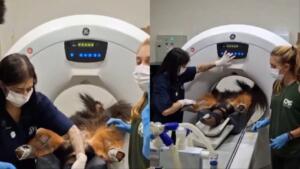 Tomografia em tamanduá? Veterinários mostram bastidores do exame no gigante do Cerrado