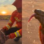 Em meio a incêndio florestal, bombeiros salvam tatu com sede