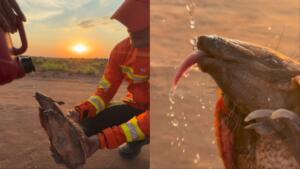 Em meio a incêndio florestal, bombeiros salvam tatu com sede