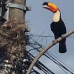 Pilantra? Tucano causa terror em ninho de bem-te-vi em Bonito