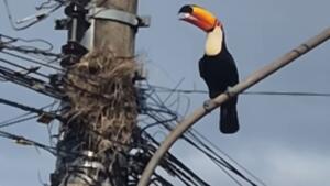 Pilantra? Tucano causa terror em ninho de bem-te-vi em Bonito