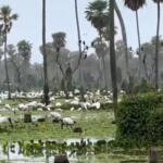 Chuvas provocam cheia e Pantanal vira paraíso para tuiuiús e cabeças-seca